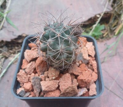 Lobivia haematantha v.hualfinensis JO 1081.2