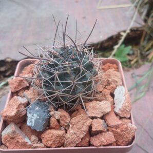 Lobivia hualfinensis JO 1081.2