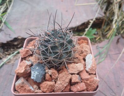 Lobivia hualfinensis JO 1081.2