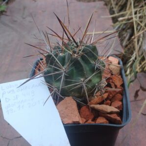 Lobivia pugionacantha DJF 449