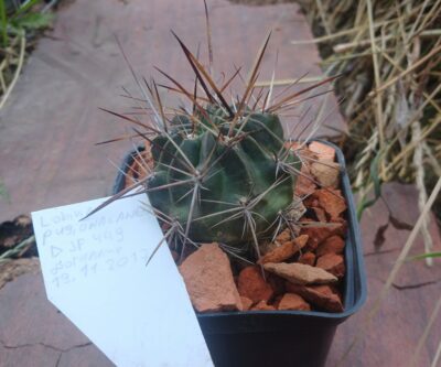 Lobivia pugionacantha DJF 449