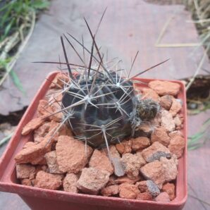 Lobivia pugionacantha DJF 449