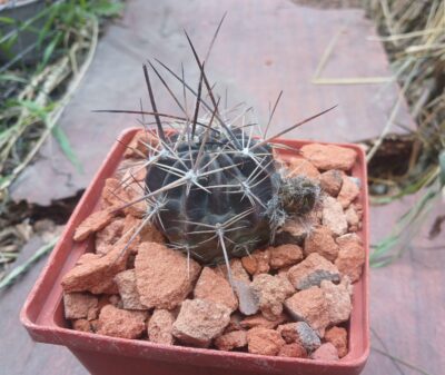 Lobivia pugionacantha DJF 449