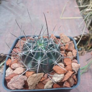 Lobivia pugionacantha DJF 449.