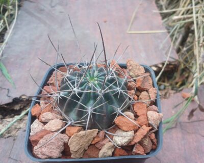 Lobivia pugionacantha DJF 449.
