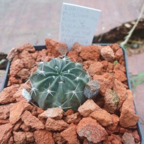 Lobivia pugionacantha v.culpinensis JK 408