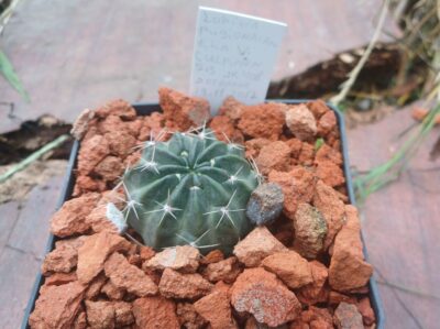 Lobivia pugionacantha v.culpinensis JK 408