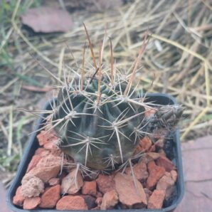Lobivia pugionacantha DJF 449.