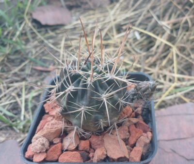 Lobivia pugionacantha DJF 449.