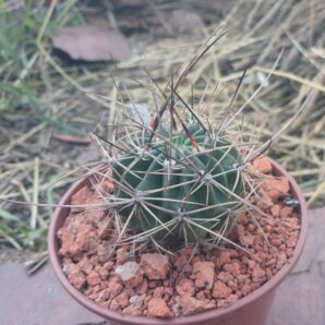 Lobivia pugionacantha DJF 449