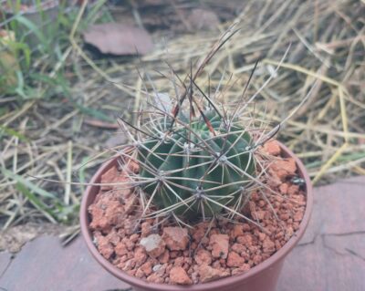 Lobivia pugionacantha DJF 449