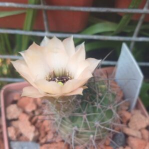Lobivia jajoiana v.nigristoma MN 30