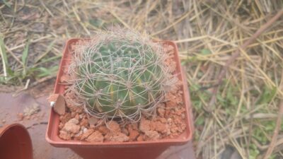 Lobivia chrysochete v. minutiflora VG 1209 - Зображення 2