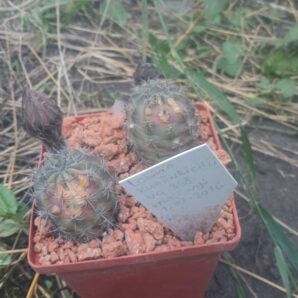 Lobivia haematantha v.kuehnrichii VG 358