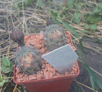 Lobivia haematantha v.kuehnrichii VG 358