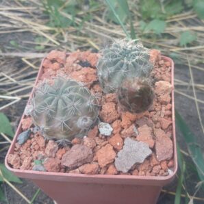 Lobivia haematantha v.kuehnrichii VG 358