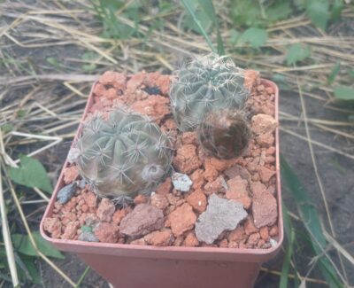 Lobivia haematantha v.kuehnrichii VG 358