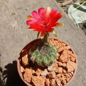 Lobivia cinnabarina v.draxleriana HS 50