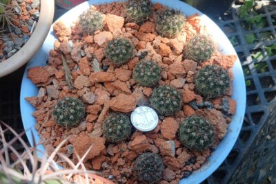 Notocactus submammulosus