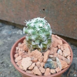 Escobaria abdita VZD 1313