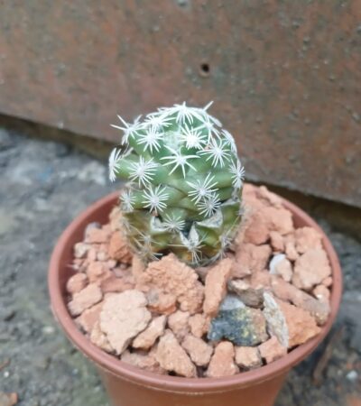 Escobaria abdita VZD 1313