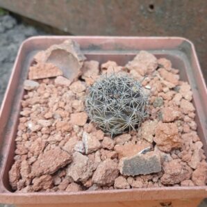 Lobivia haematantha v.chorrillosensis MN 114