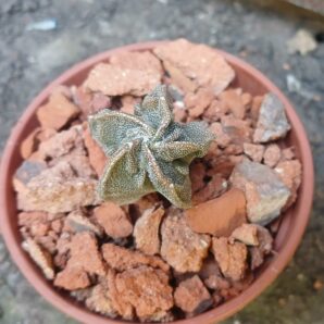 Astrophytum