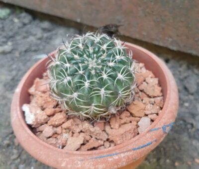 Lobivia tiegeliana VG 938