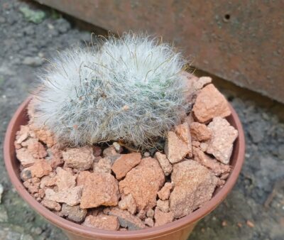 Mammillaria guelzowiana P 302 - Зображення 2
