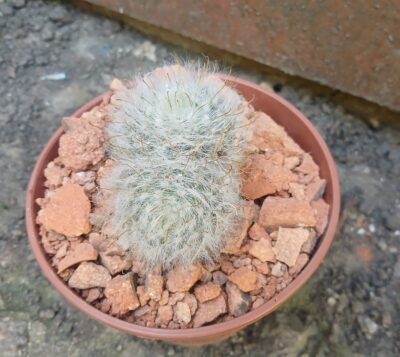 Mammillaria guelzowiana P 302 - Зображення 3
