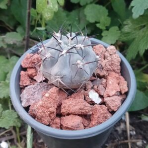 Acanthocalycium munitum DH 10