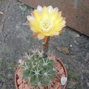 Echinopsis hybrid