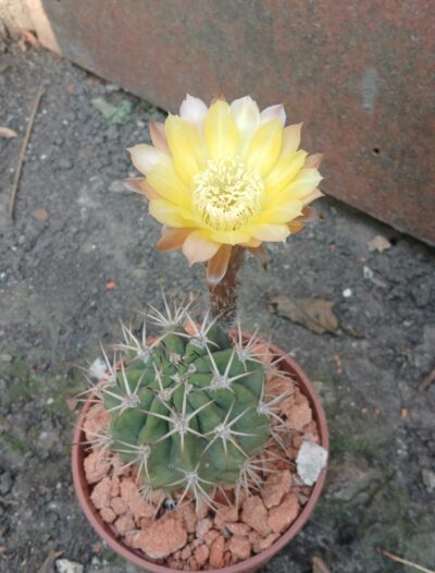 Echinopsis hybrid