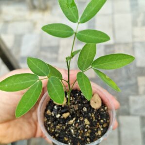 Senna corymbosa