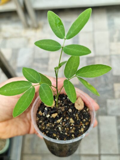 Senna corymbosa