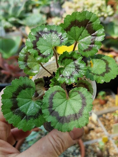 Pelargonium Dresden Pink - Зображення 2
