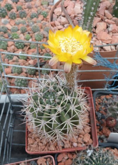 Echinopsis hybrid - Зображення 2