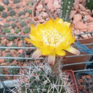 Echinopsis hybrid