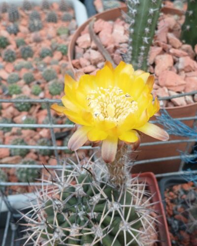 Echinopsis hybrid