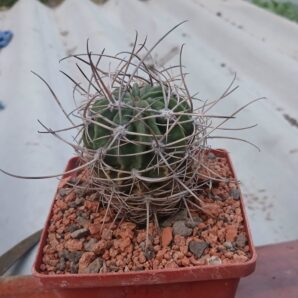 Lobivia ferox WR 209