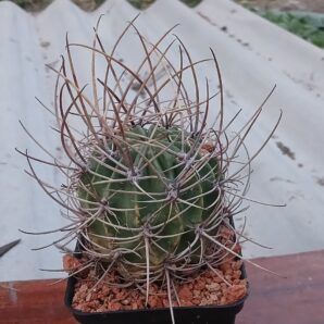 Lobivia ferox R 209