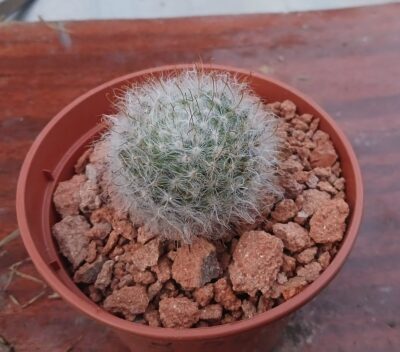 Mammillaria guelzowiana P 302 - Зображення 2