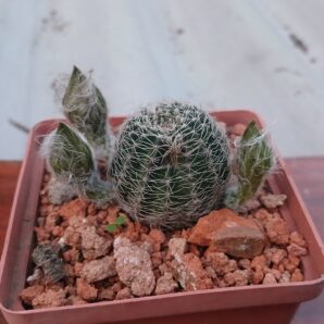 Lobivia rebutioides VG 628