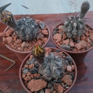 Acanthocalycium munitum DH 10
