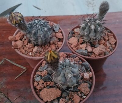 Acanthocalycium munitum DH 10