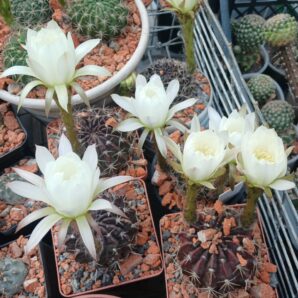 Pseudolobivia ancistrophora VG 802 | 77