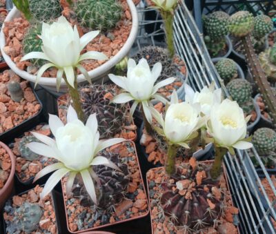 Pseudolobivia ancistrophora VG 802