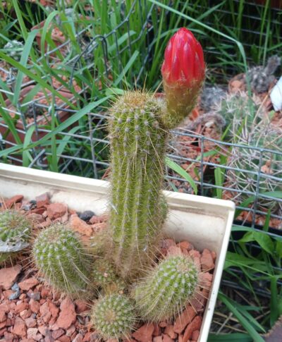 Lobivia huascha v.rubriflora R 153