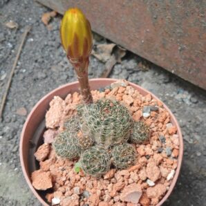 Lobivia arachnacantha v.sulphurea Vazq 542