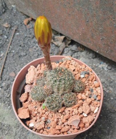 Lobivia arachnacantha v.sulphurea Vazq 542